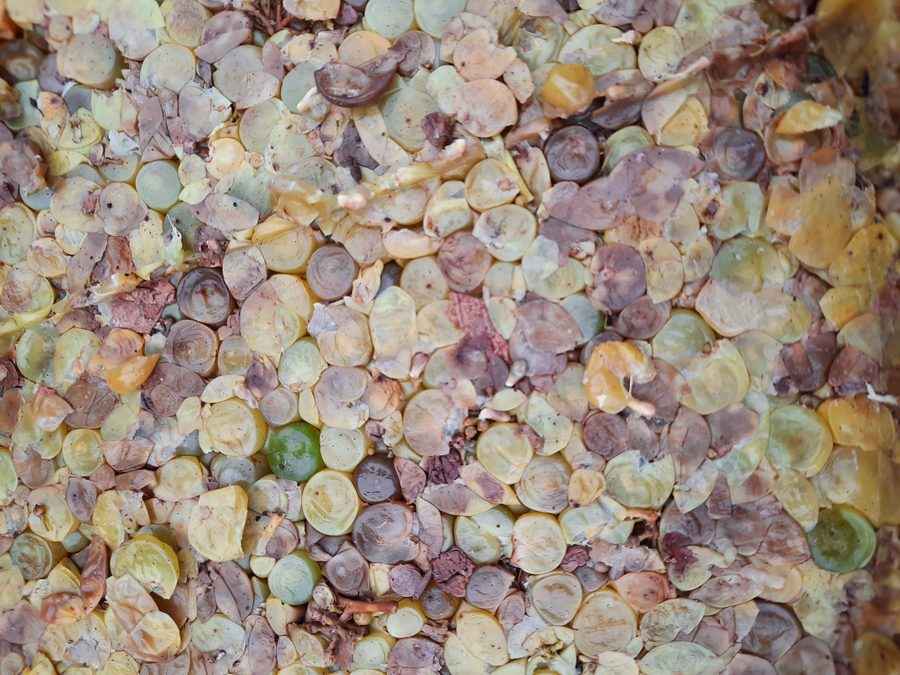 Pomace de uva Chardonnay tras el prensado