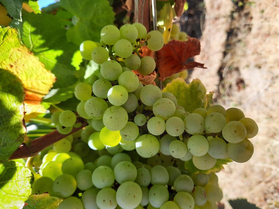 Racimo de uva Sauvignon Blanc en la parra