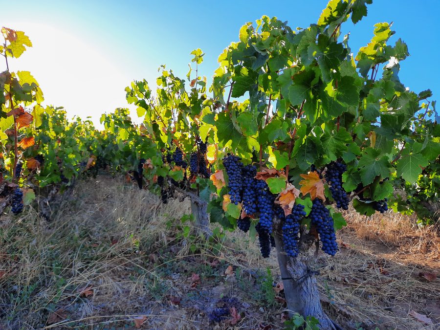 Racimos de uva Syrah en el viñedo de Tapihue